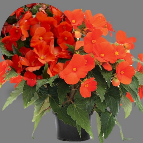 Begonia elatior 'Florencio Orange' - Roosbegoonia 'Florencio Orange'